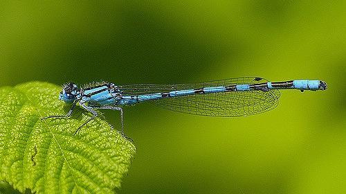 agrion_jouvencelle.jpg