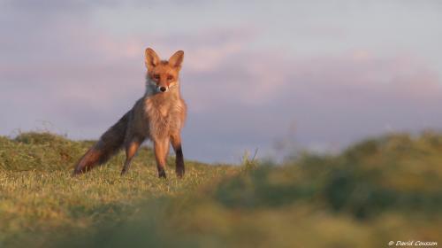 un-beau-renard-en-chasse-de-micro-mammiferes_1528778901_cdavid_cousson.jpg