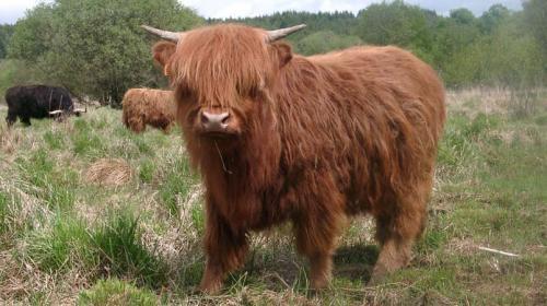 vache_highland_2.jpg